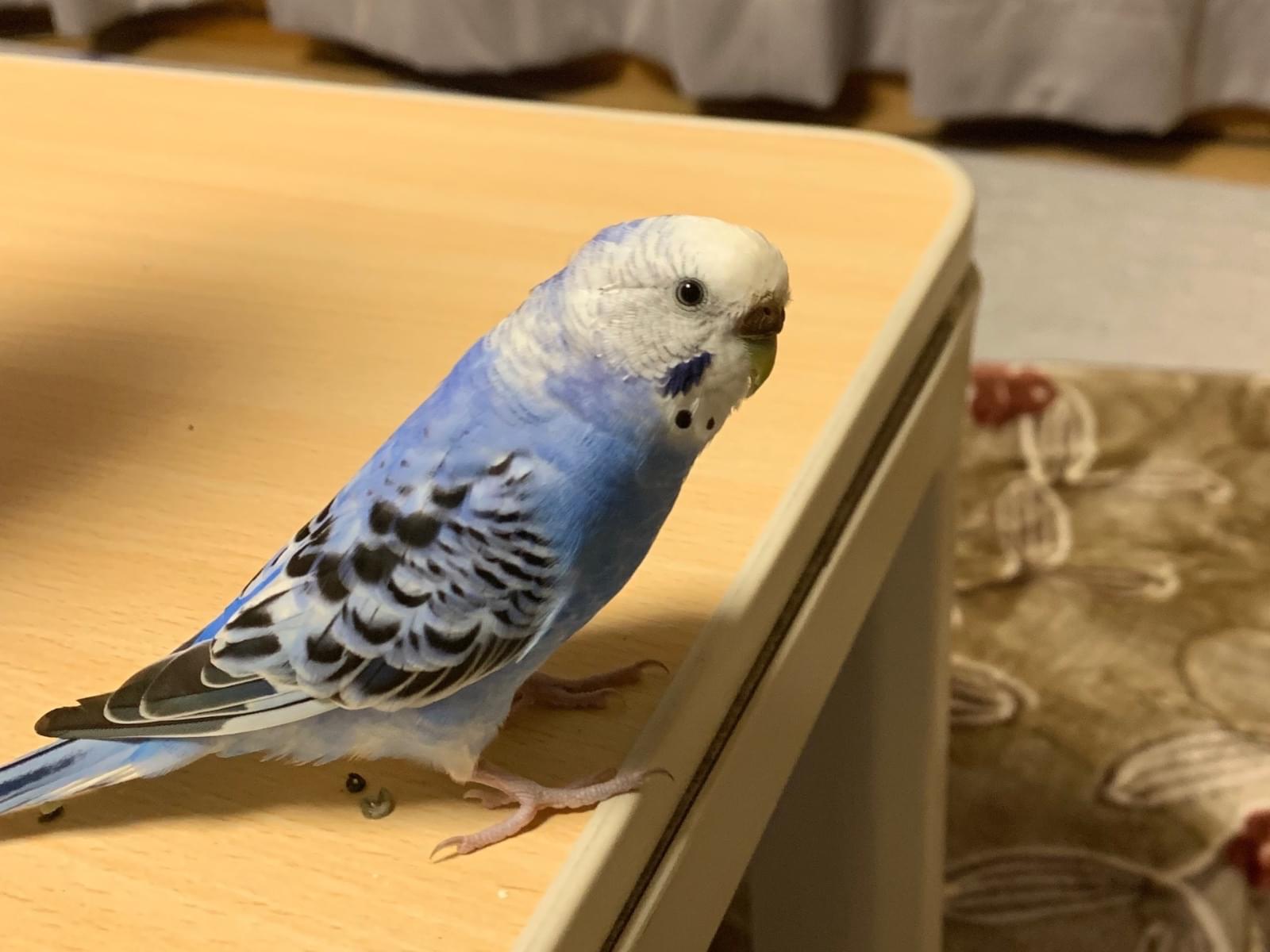 ヘラクレスちゃん