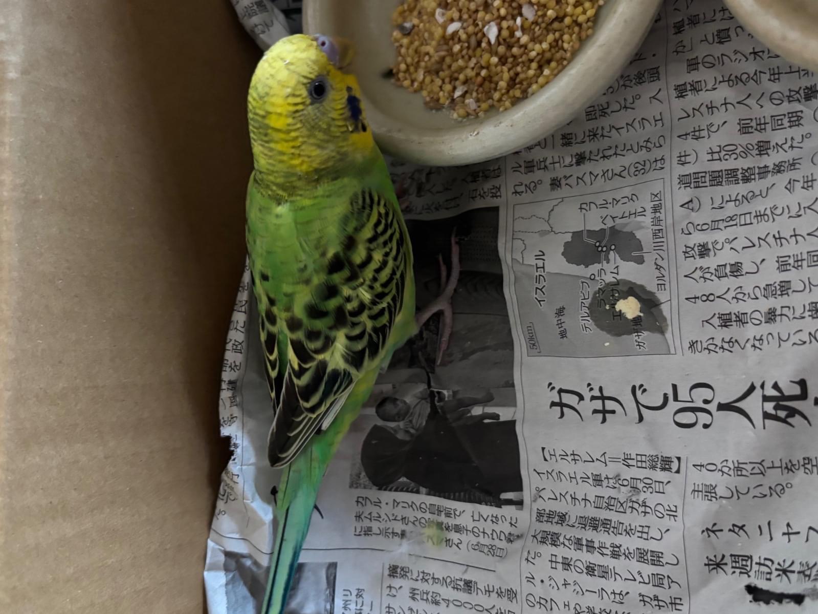 保護された鳥 保護された鳥