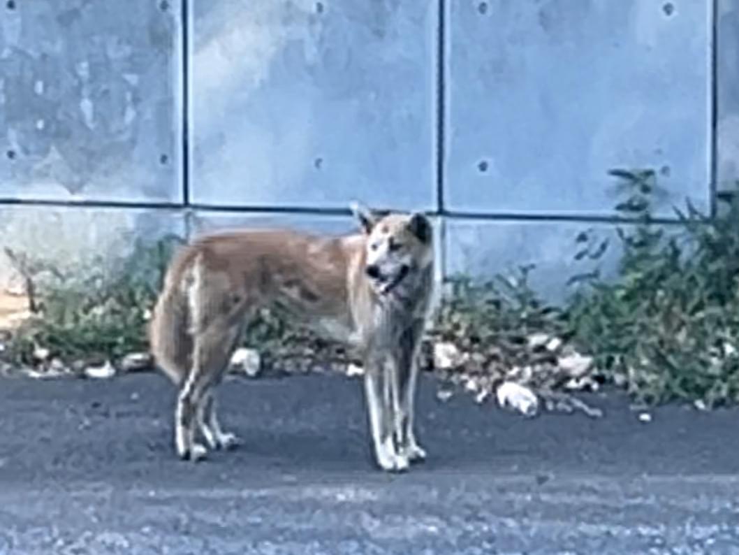 目撃された犬 目撃された犬