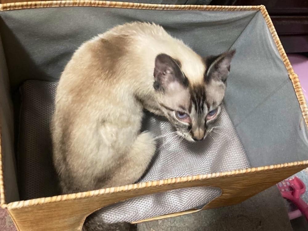 保護された猫 保護された猫