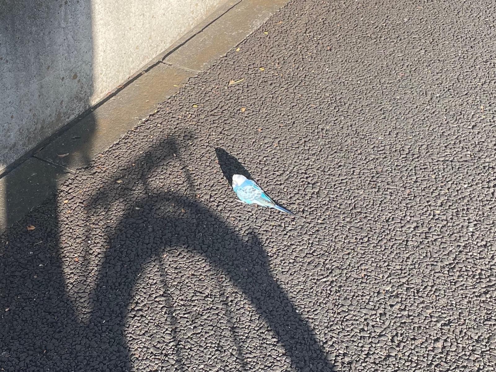 目撃された鳥 目撃された鳥