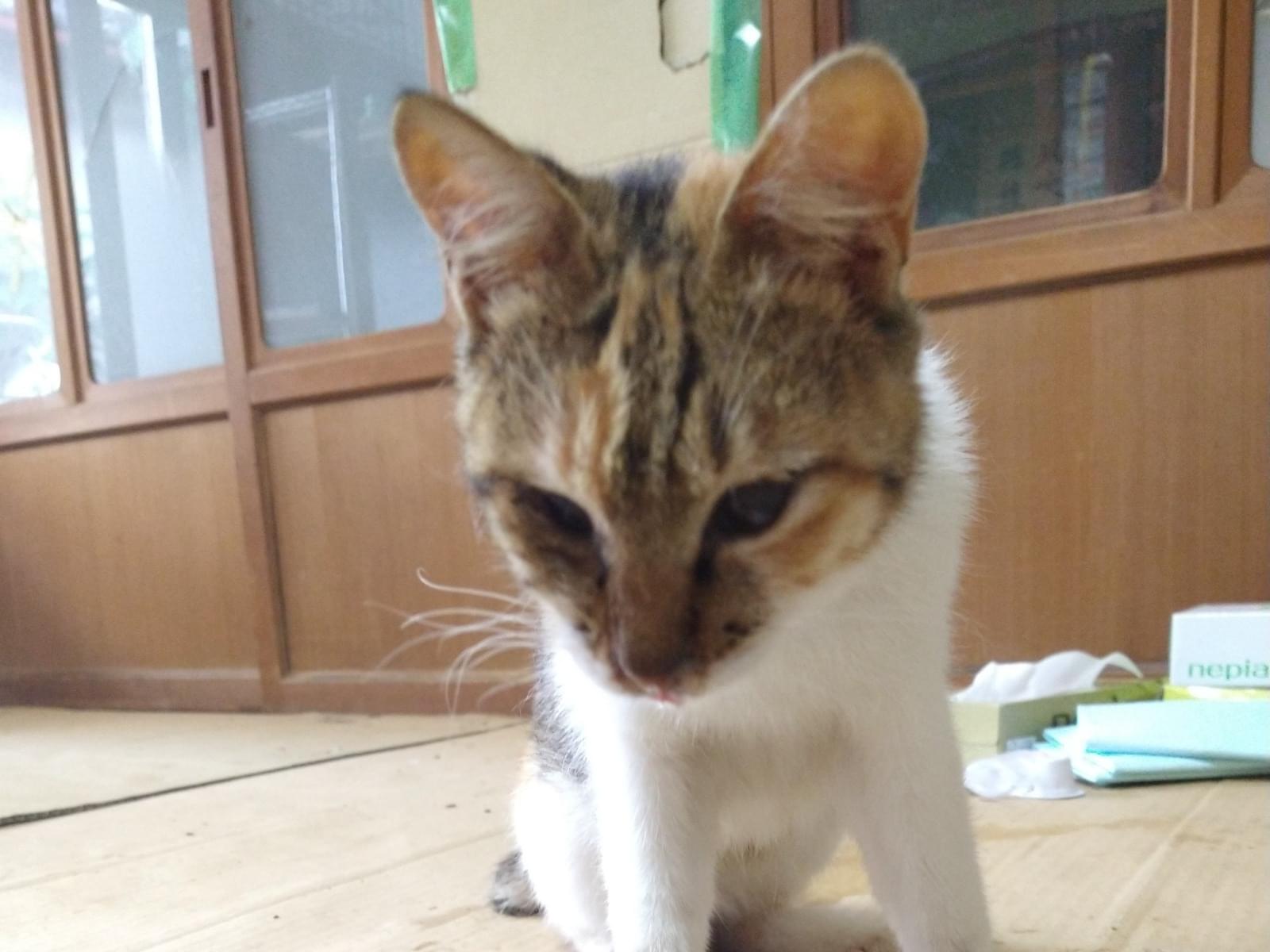 保護された猫 保護された猫