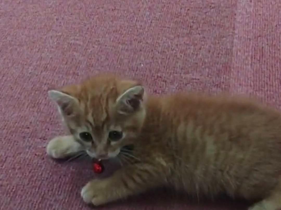 まだ決めてませんちゃん まだ決めてませんちゃん