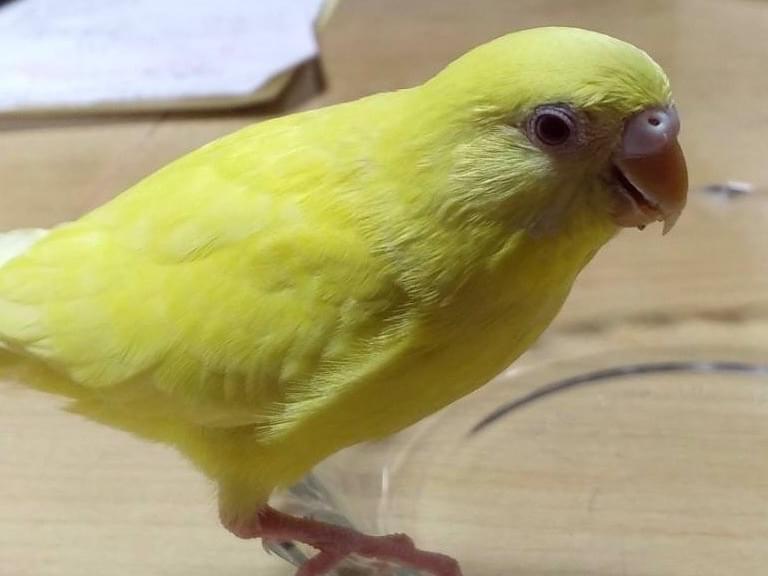 ピコちゃん ピコちゃん
