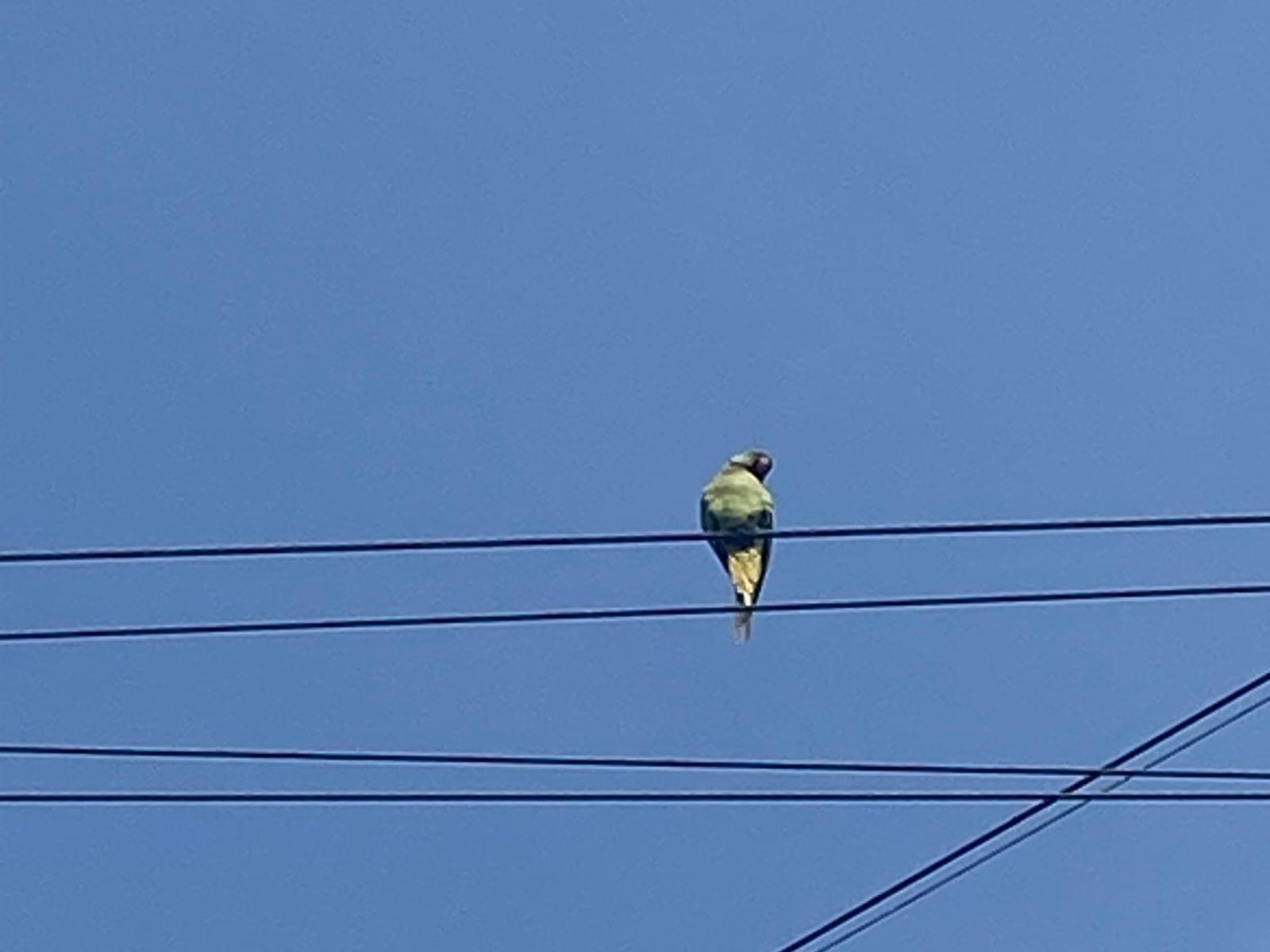 目撃された鳥 目撃された鳥