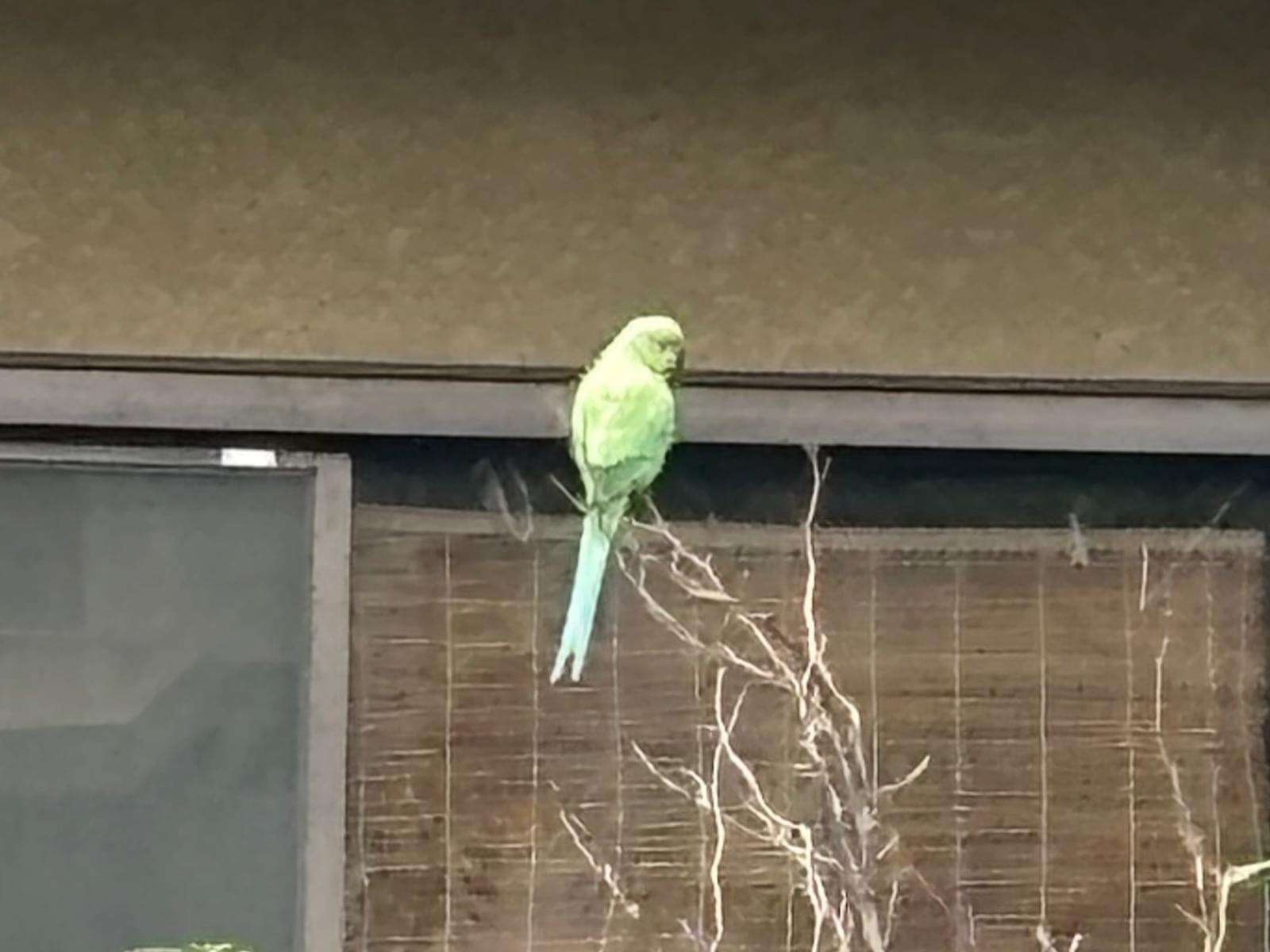 目撃された鳥 目撃された鳥