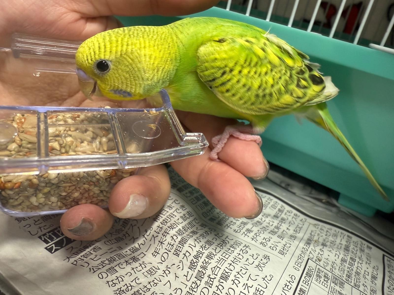 保護された鳥