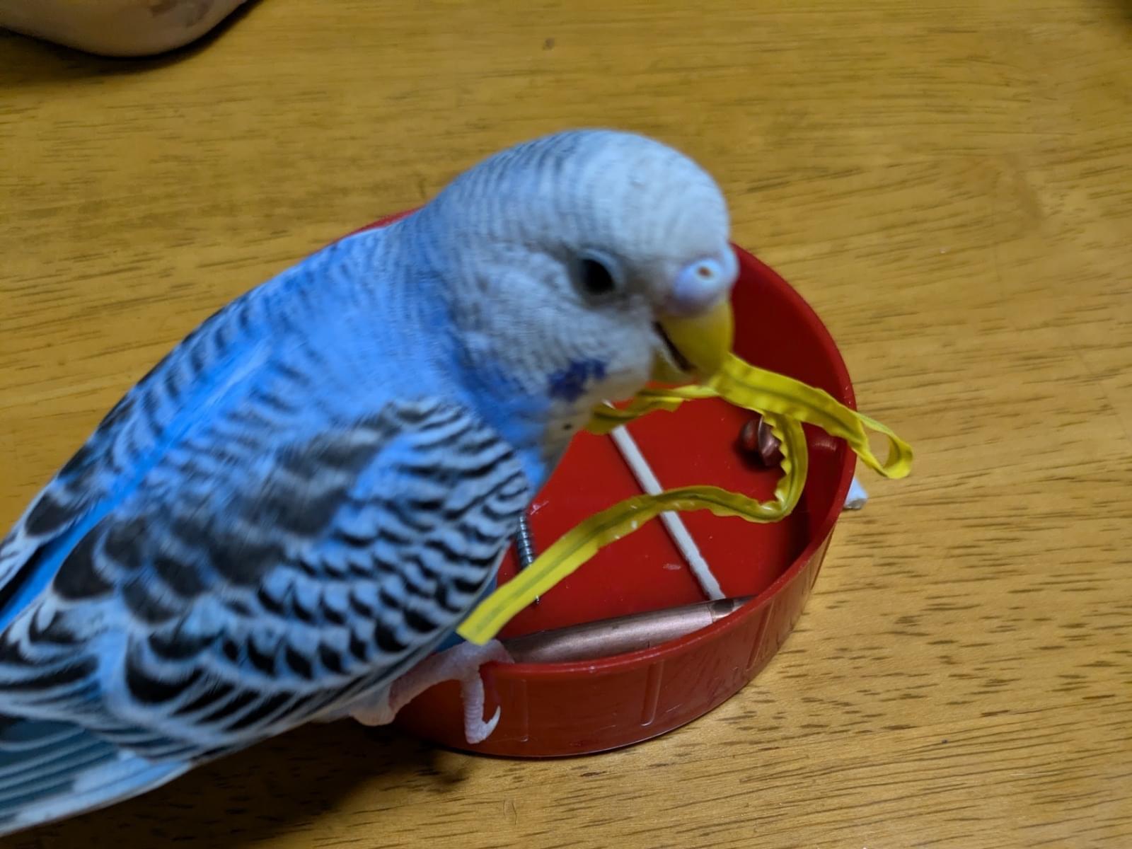 ぴーちゃん ぴーちゃん