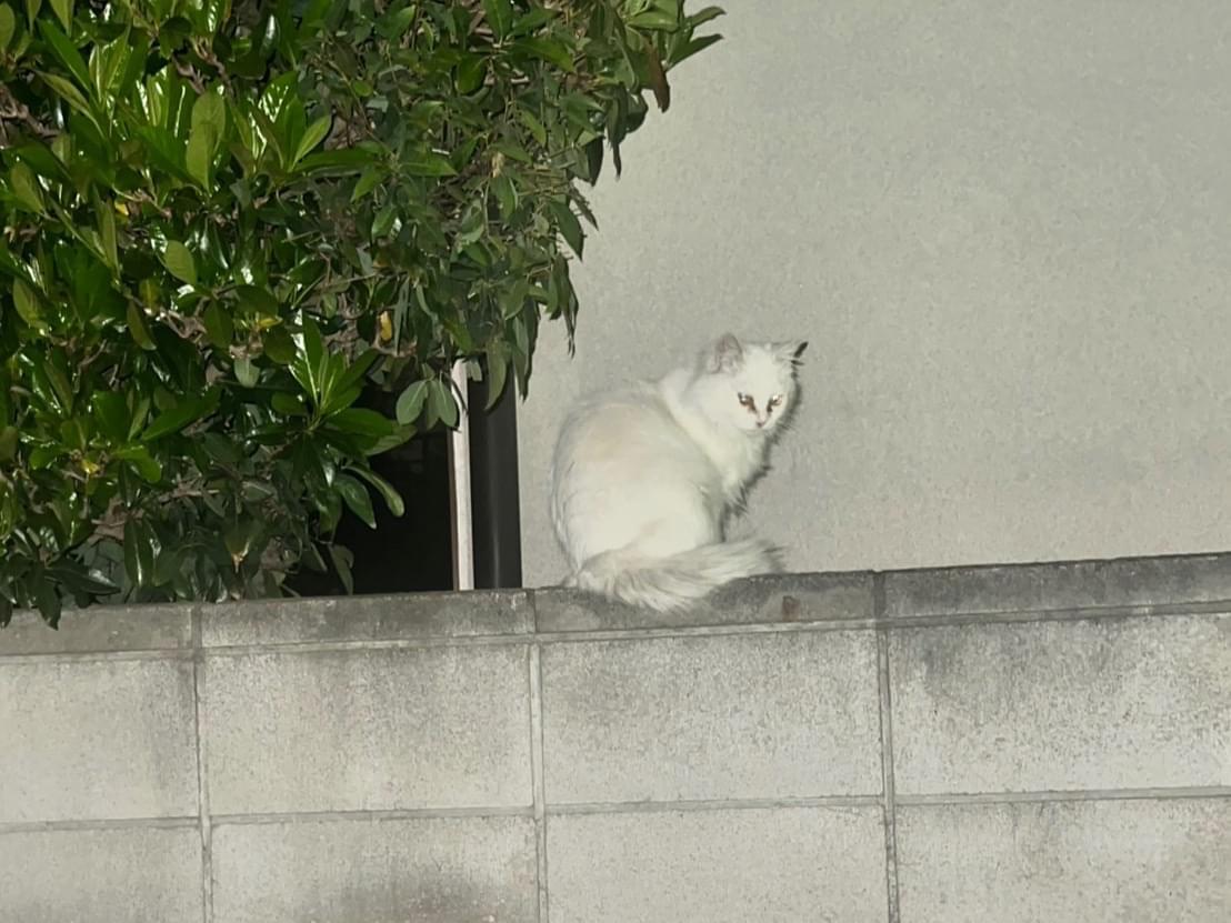 目撃された猫