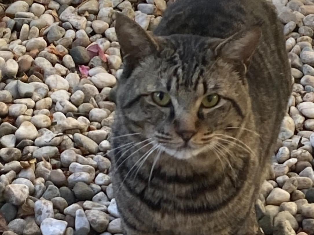 目撃された猫 目撃された猫