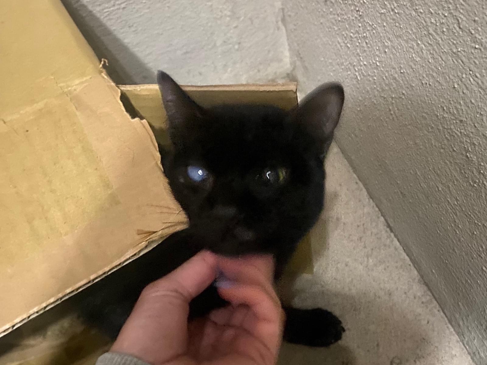 目撃された猫 目撃された猫