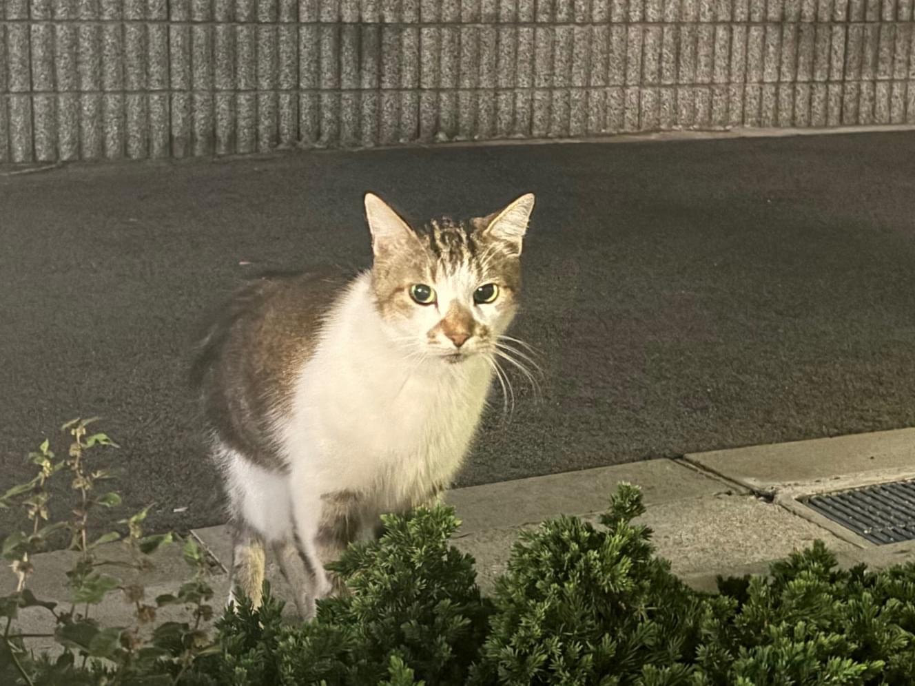 目撃された猫 目撃された猫
