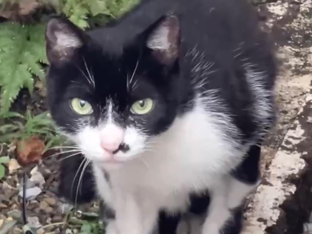 目撃された猫 目撃された猫