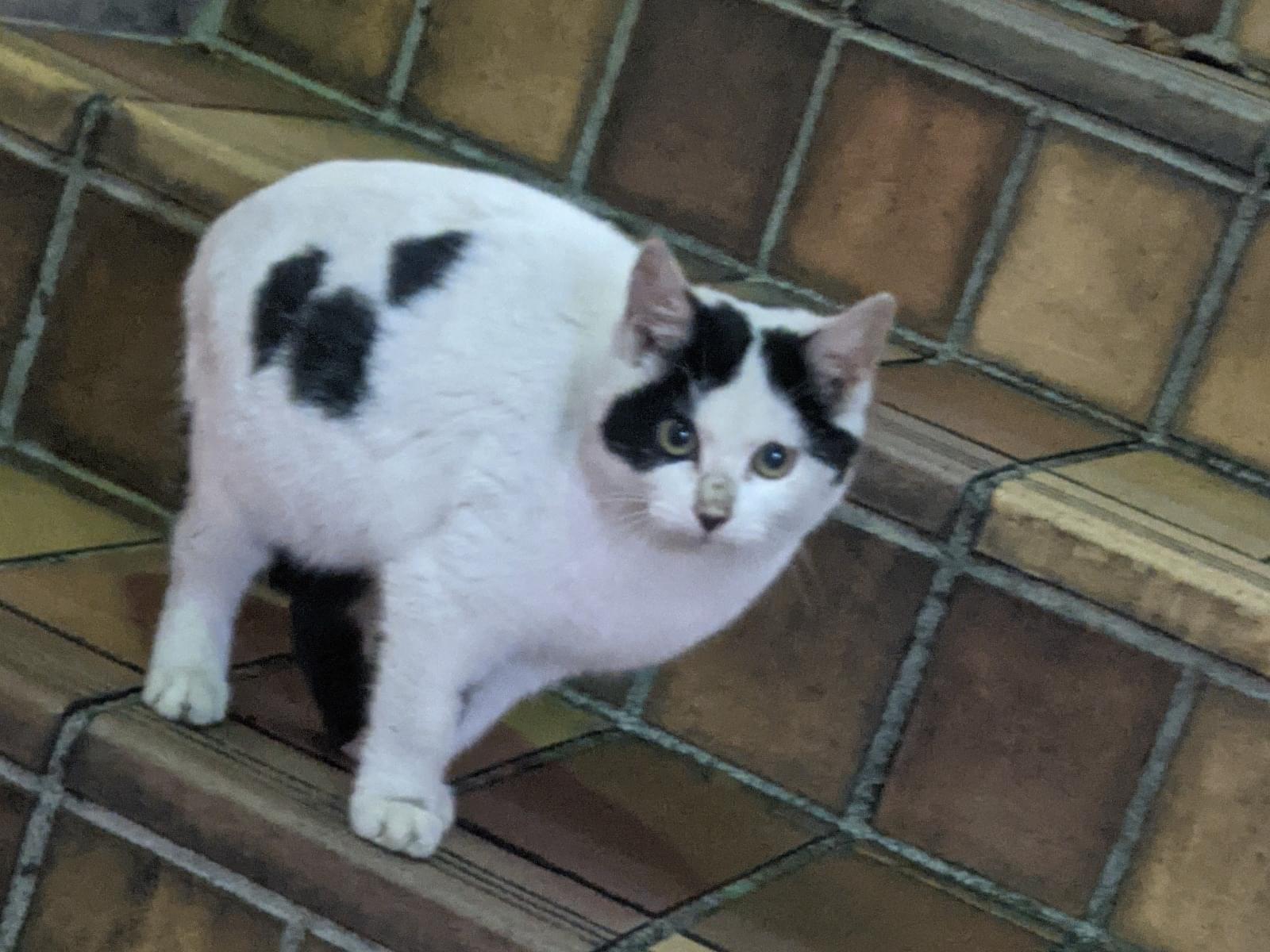 目撃された猫 目撃された猫