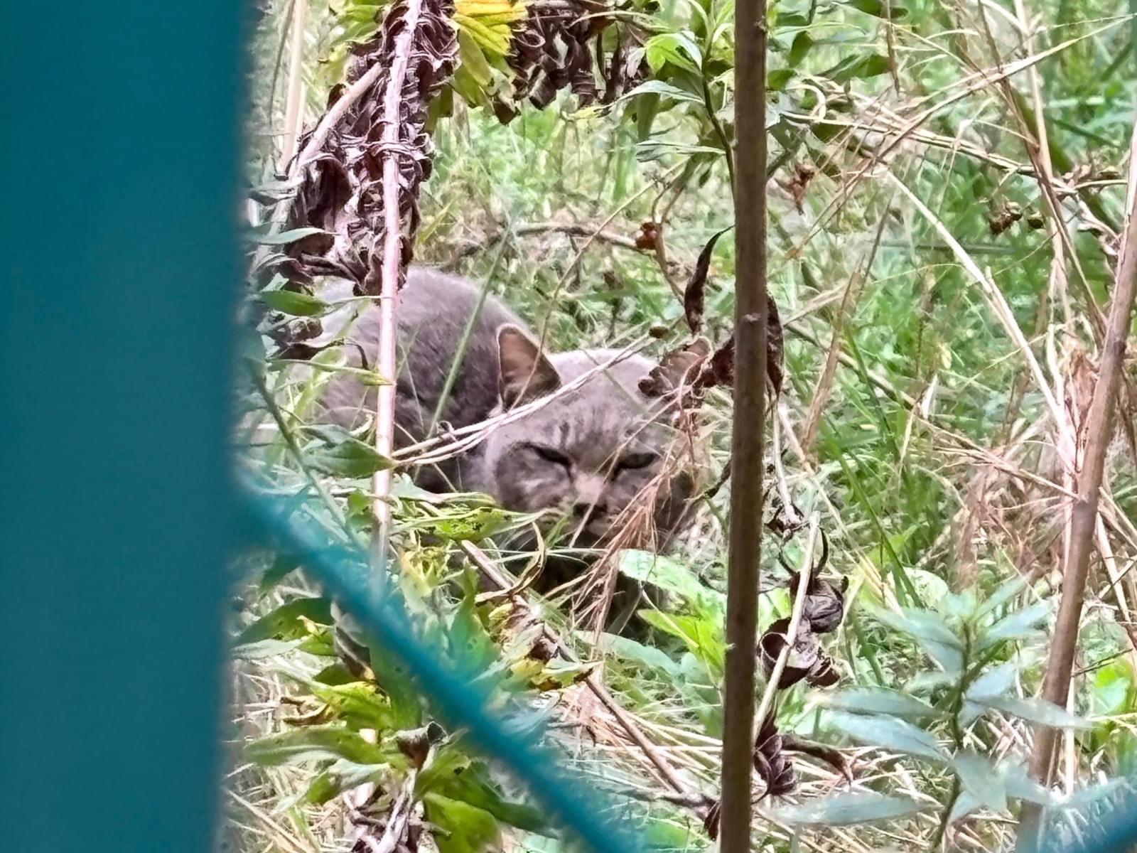 目撃された猫 目撃された猫