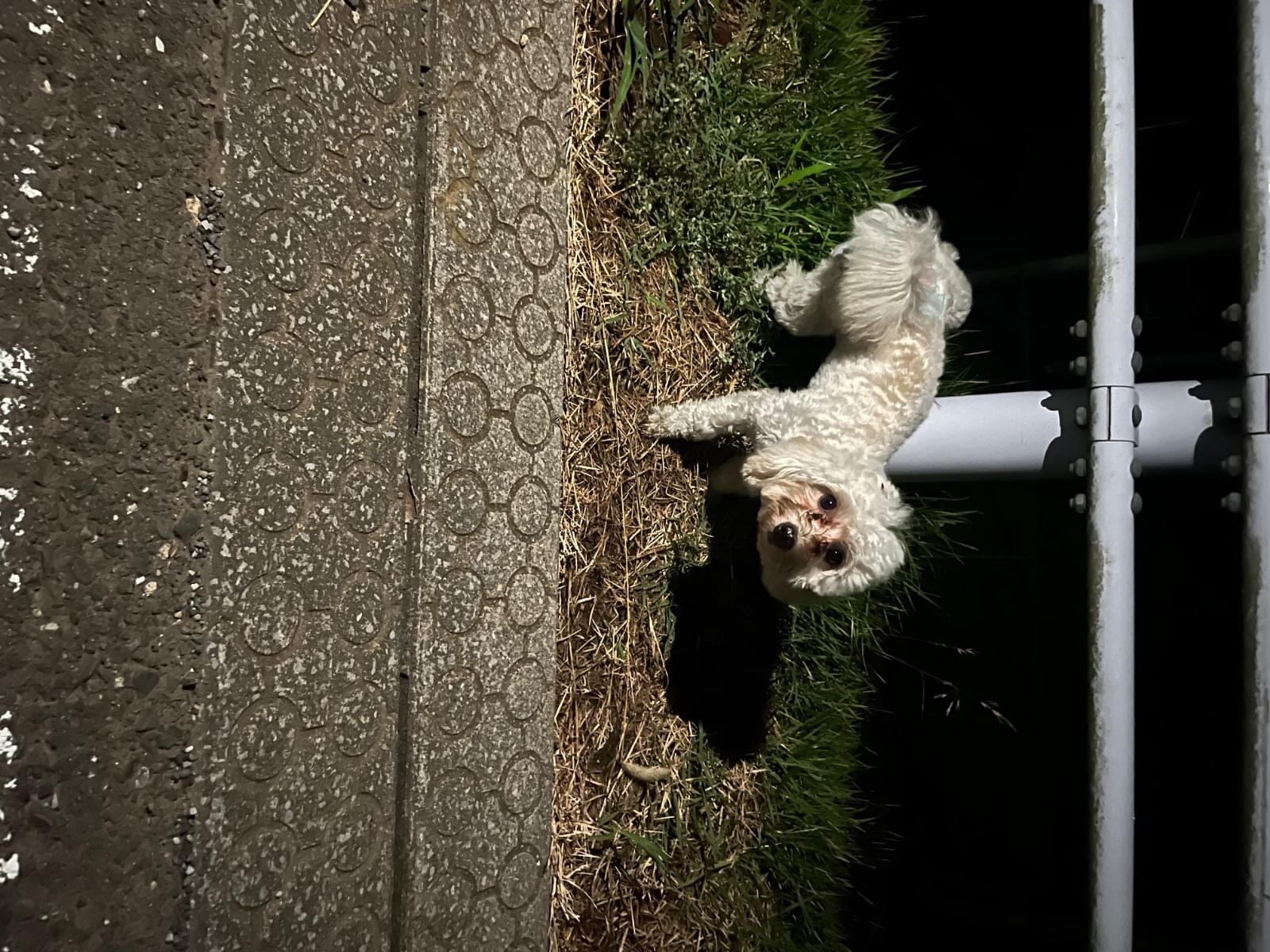 目撃された犬 目撃された犬