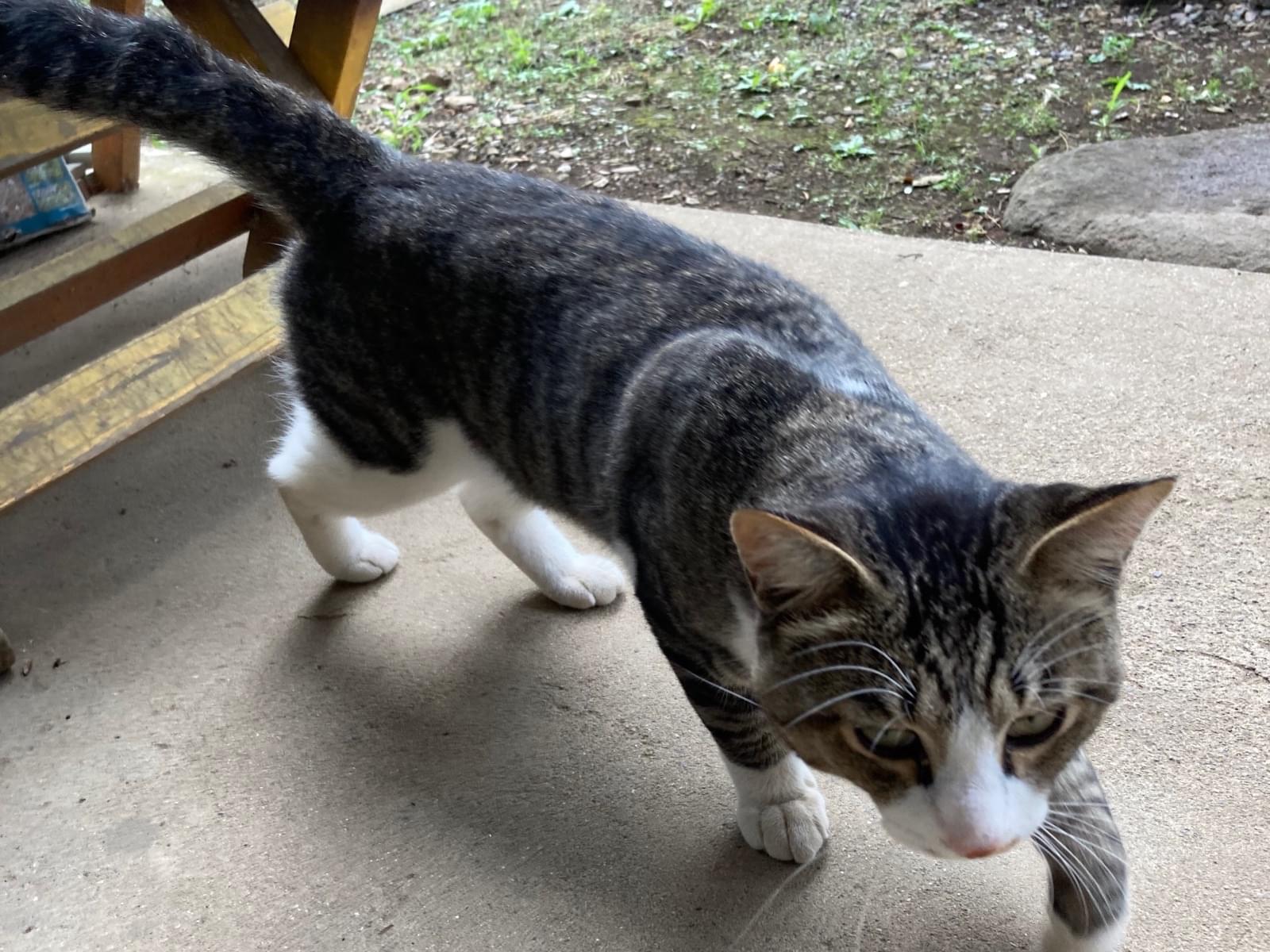 目撃された猫 目撃された猫