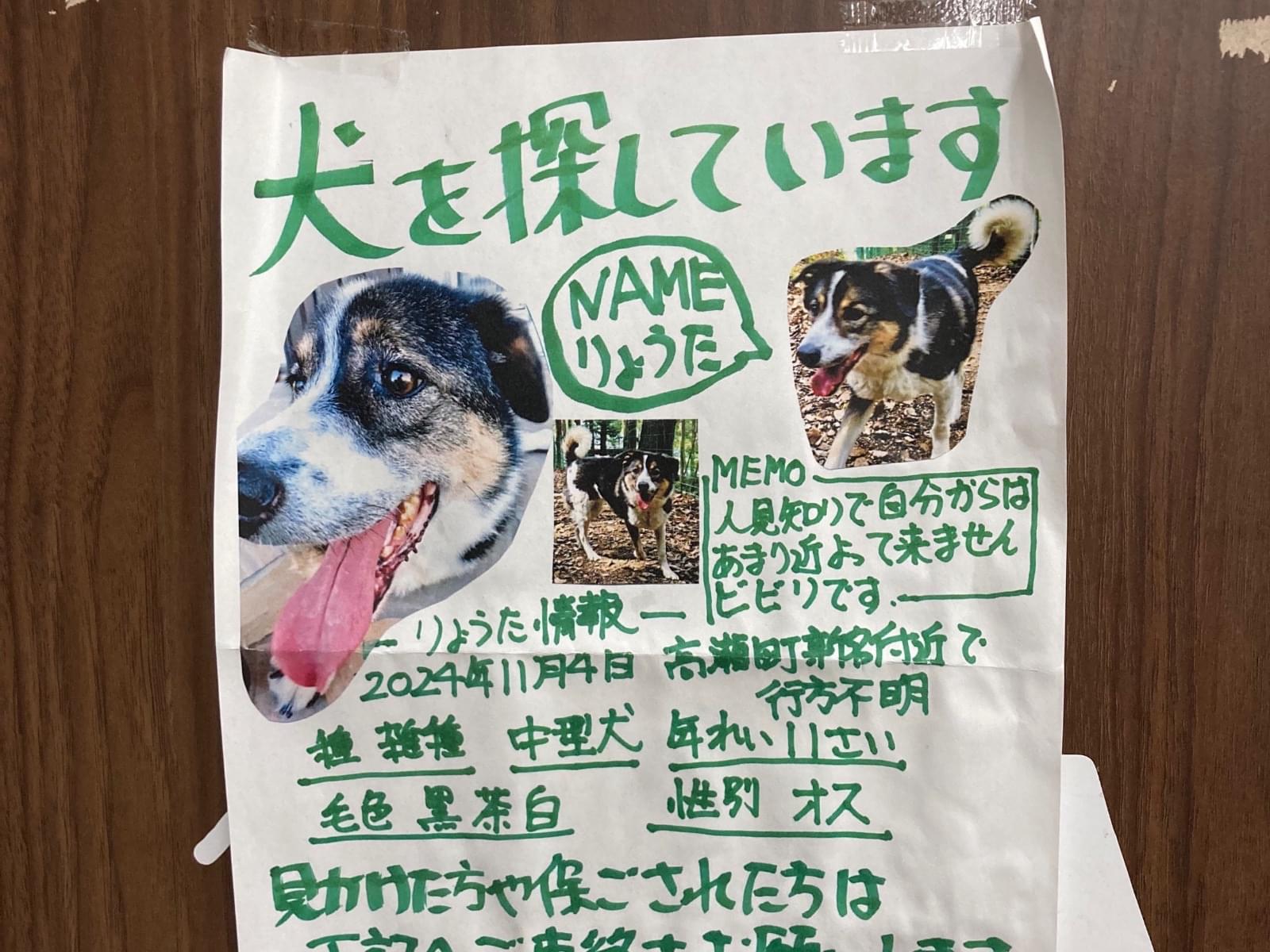 目撃された犬 目撃された犬