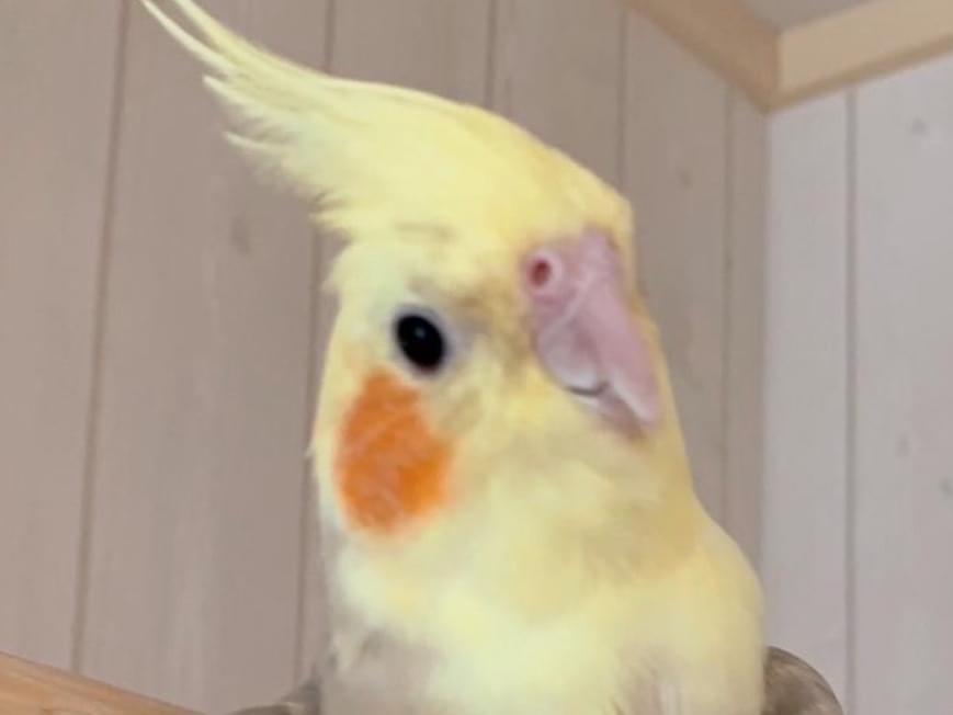 チャコちゃん チャコちゃん