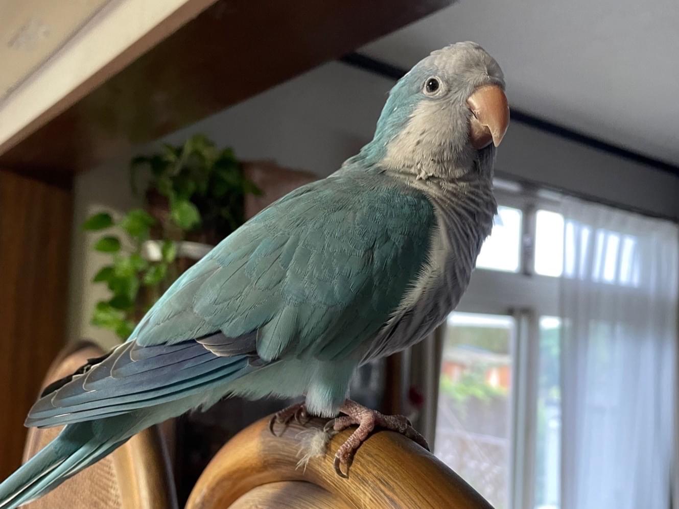 保護された鳥 保護された鳥