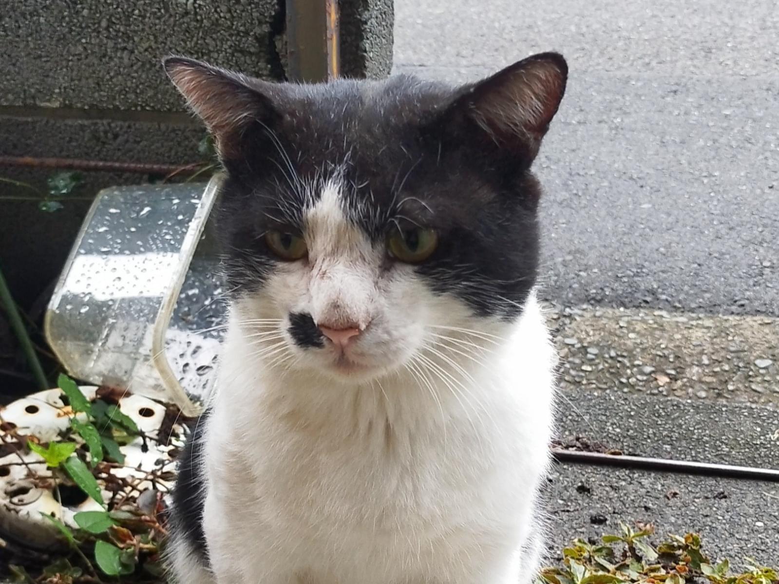 目撃された猫 目撃された猫