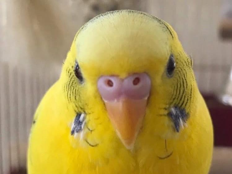 レモンちゃん レモンちゃん