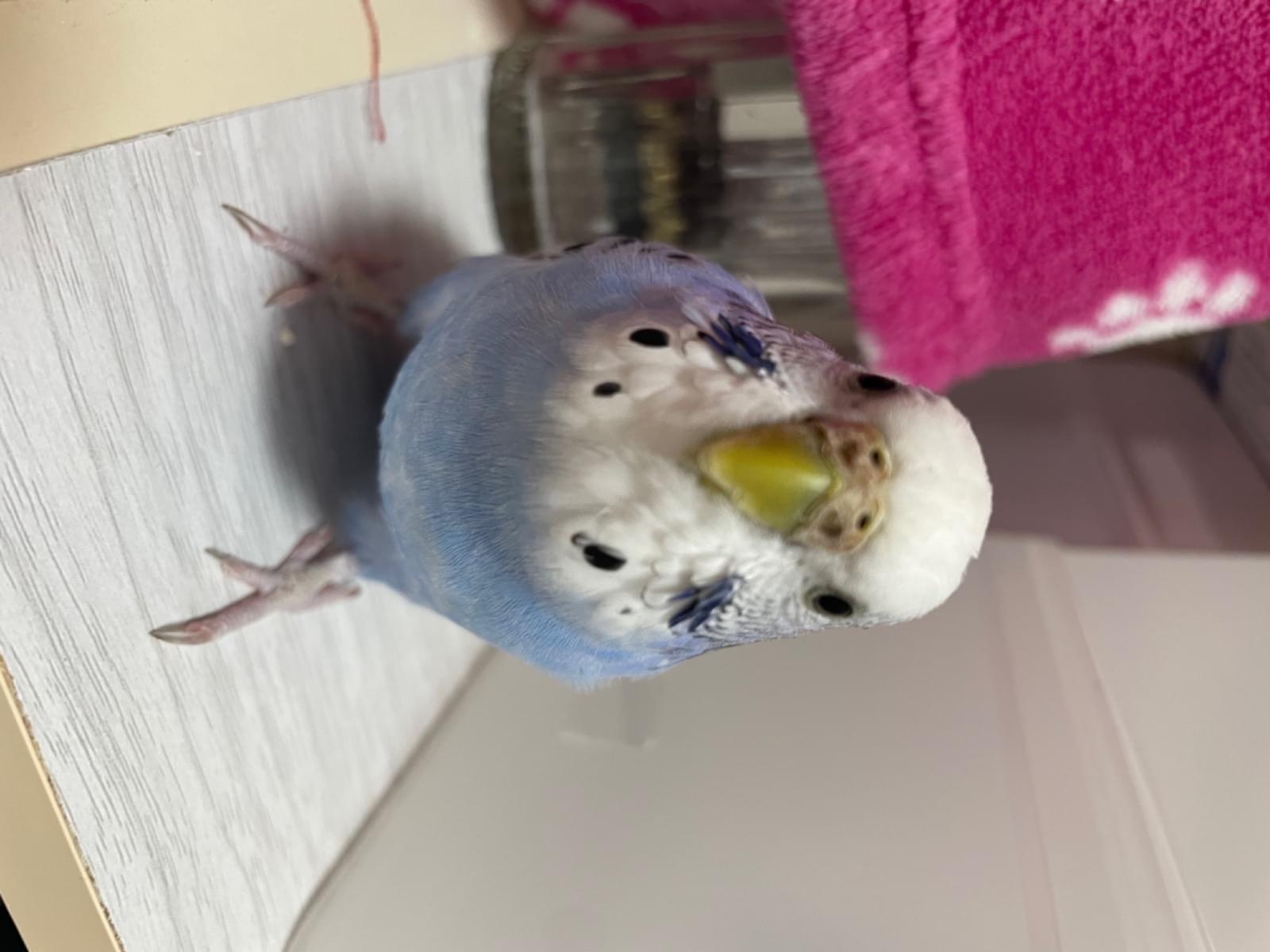 ひめちゃん ひめちゃん