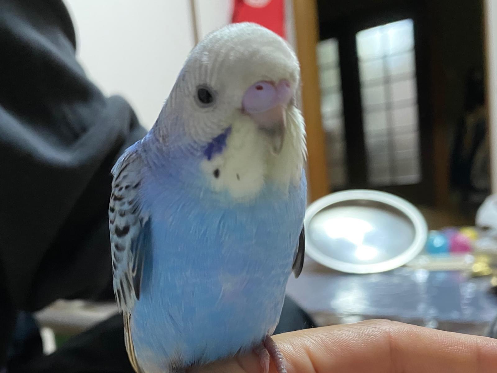 ここちゃん ここちゃん