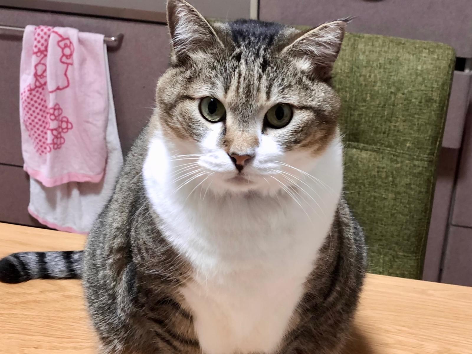 むぎちゃん むぎちゃん