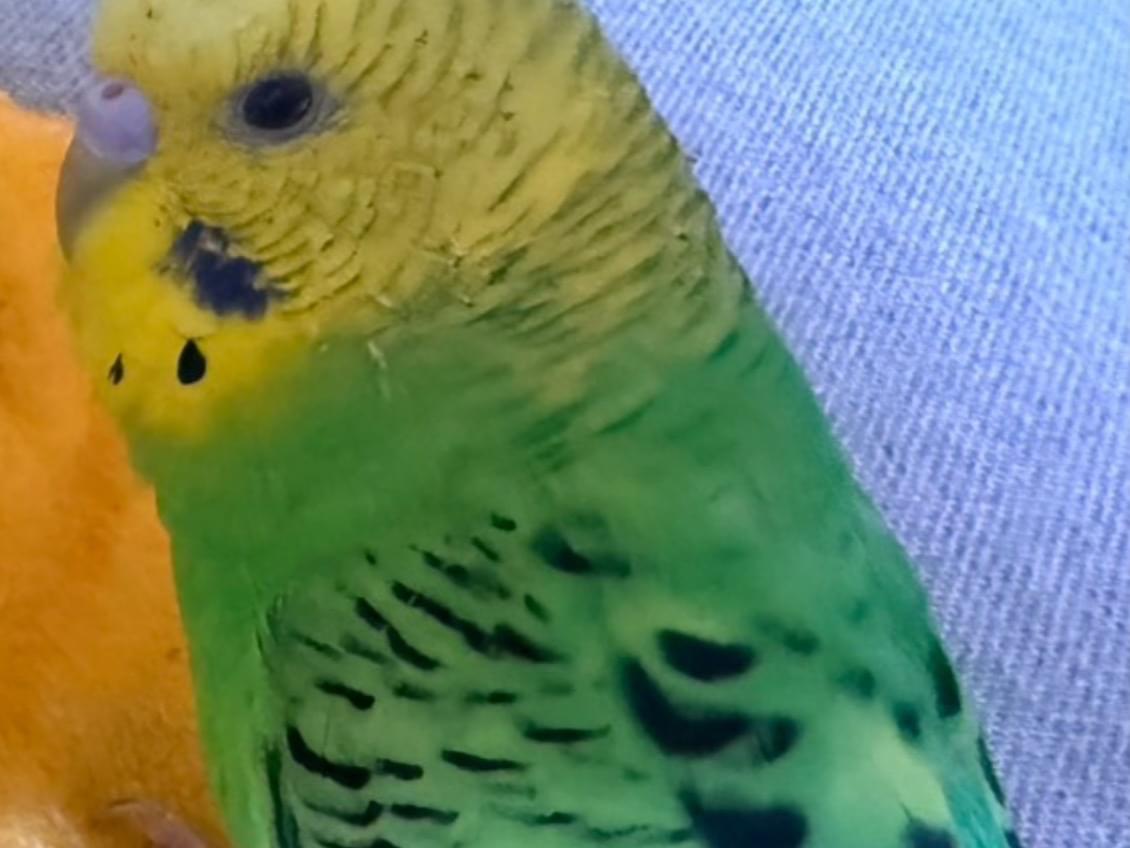 ピーちゃん