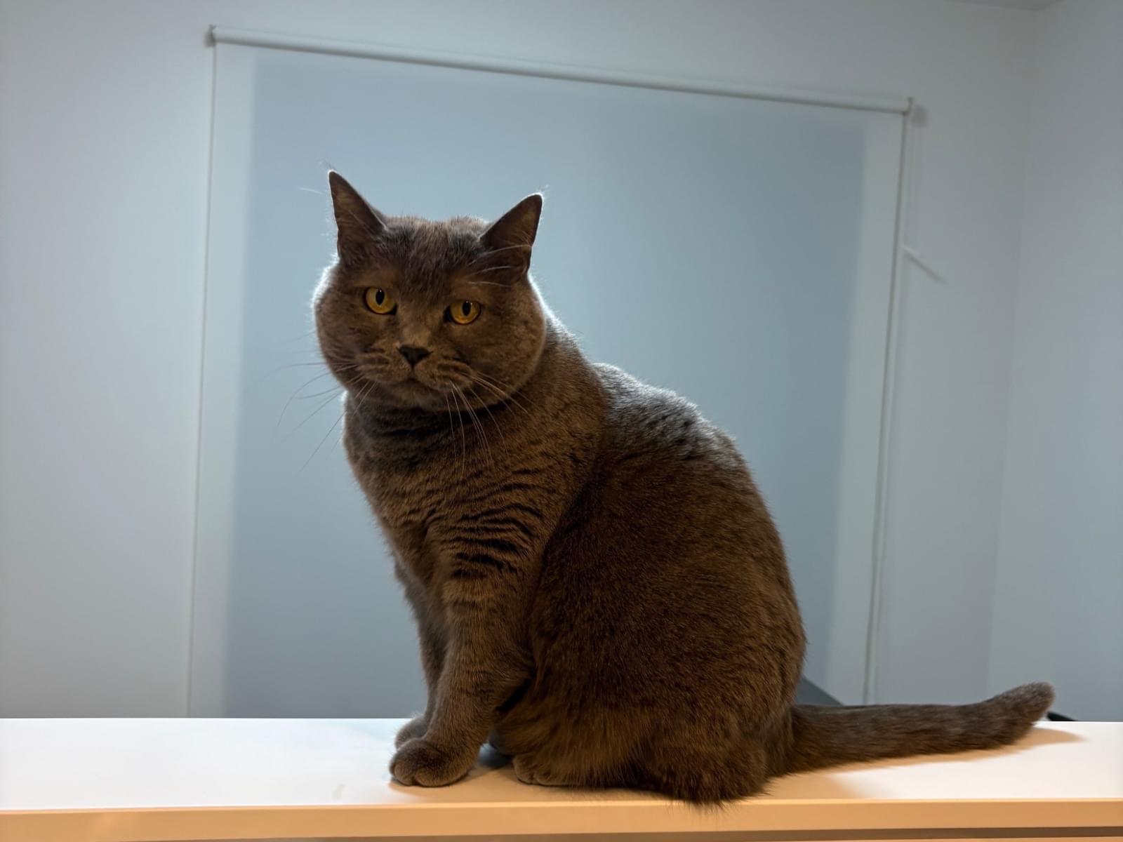 クロエちゃん クロエちゃん