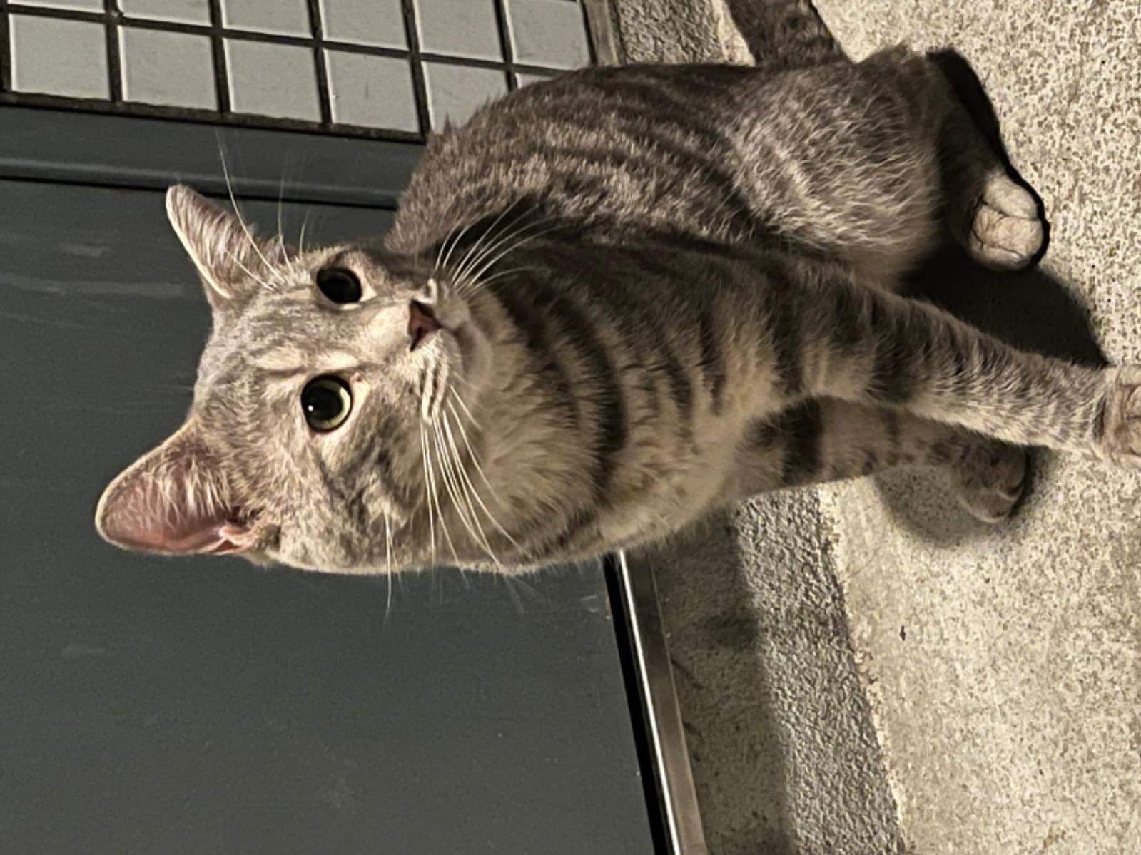 目撃された猫 目撃された猫