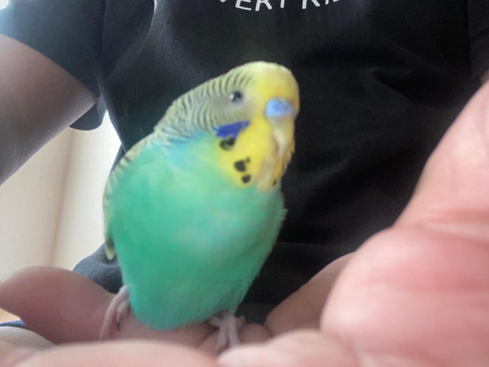 保護された鳥 保護された鳥