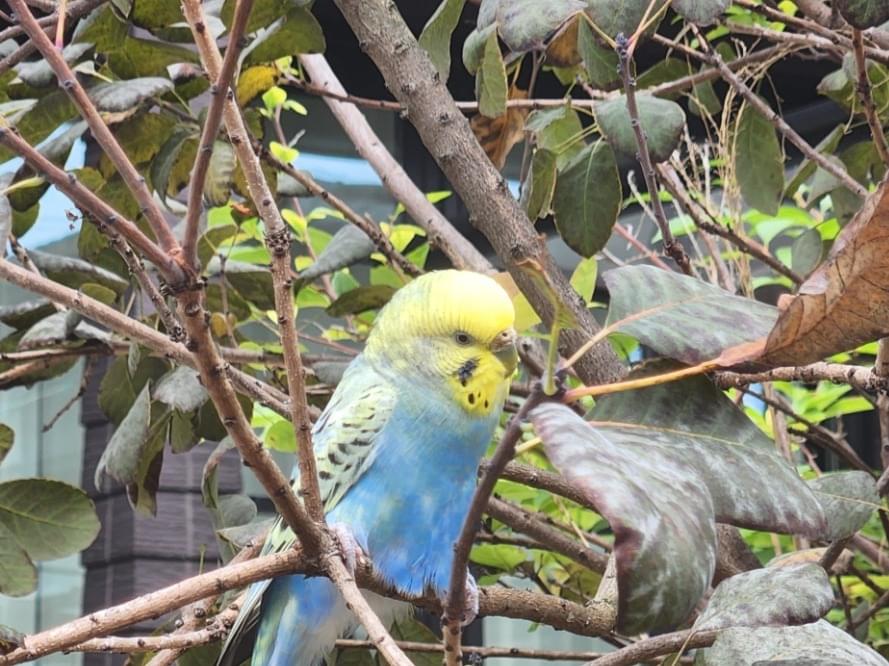 保護された鳥 保護された鳥