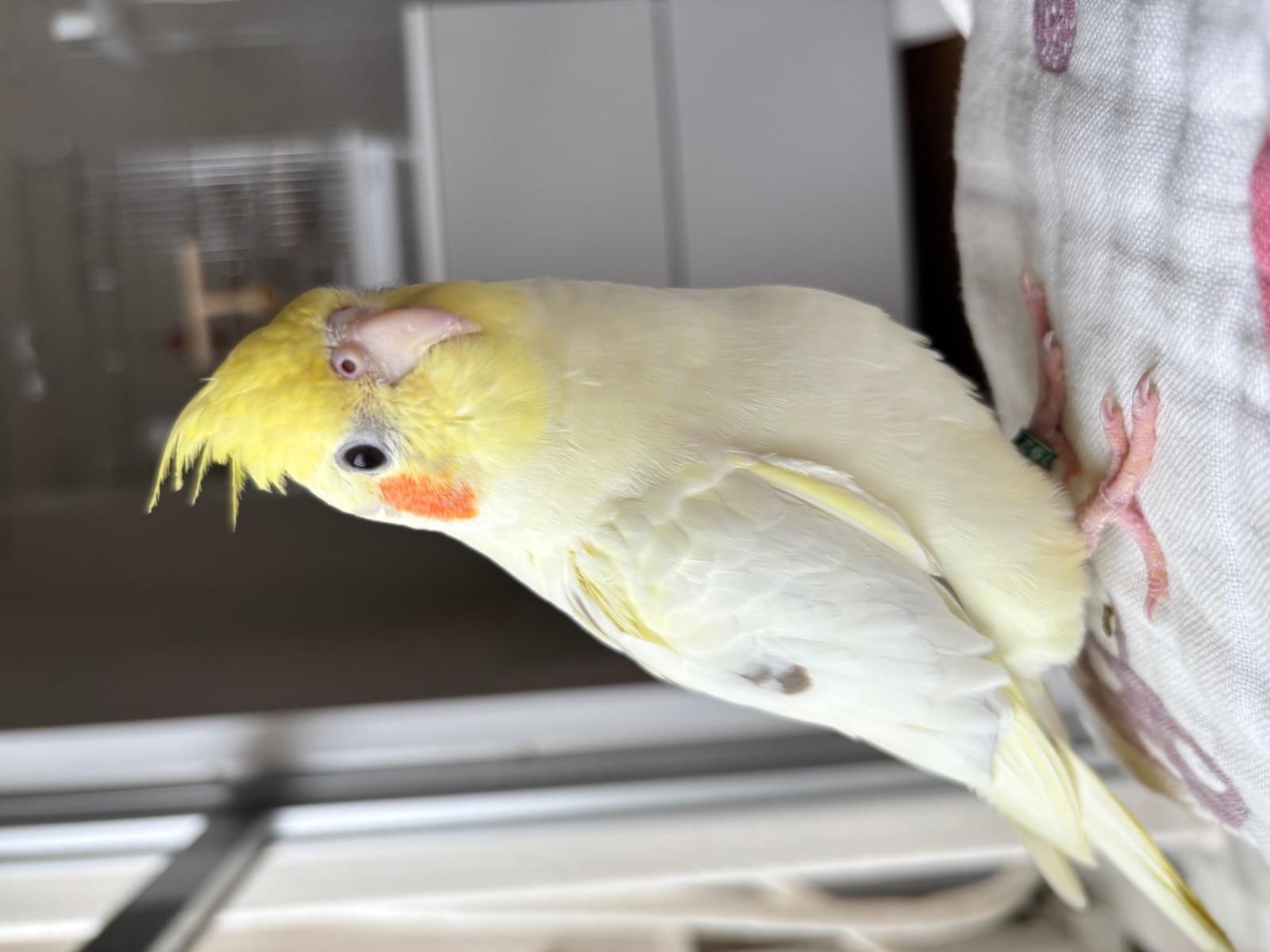 ぱんちちゃん ぱんちちゃん