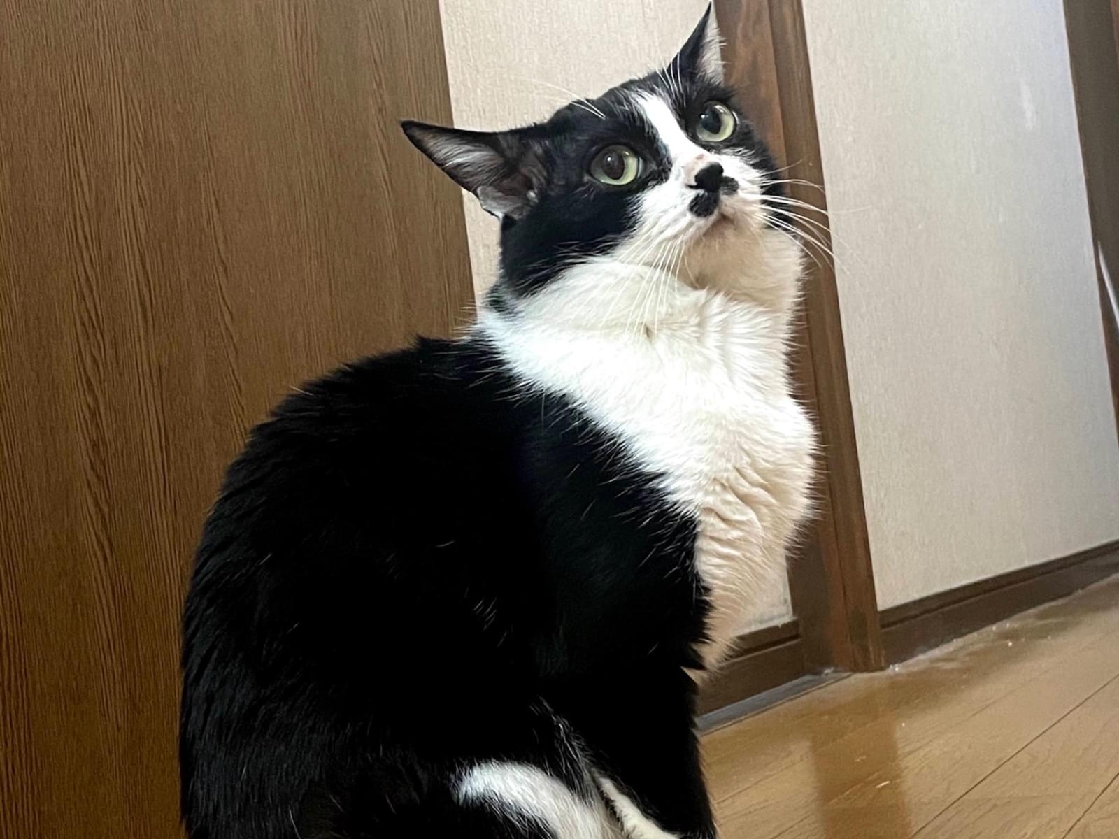 まめちゃん まめちゃん