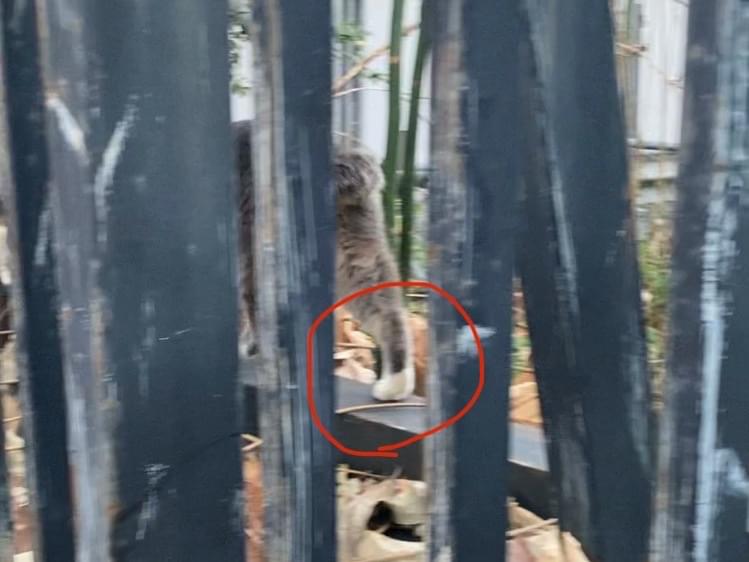 目撃された猫 目撃された猫