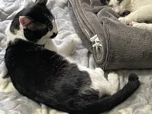 ヒゲのような模様の猫を探しています