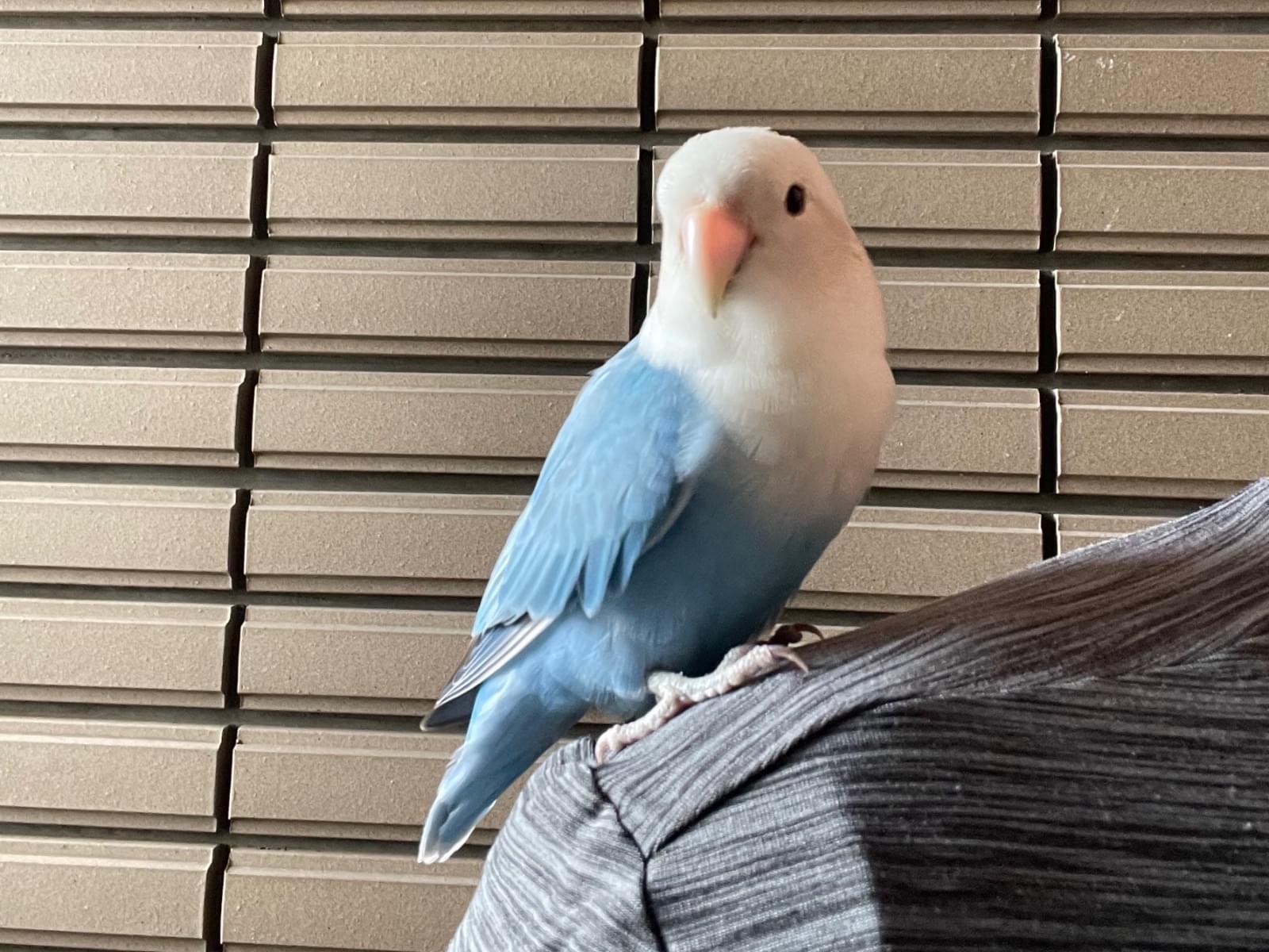 ぴーちゃん ぴーちゃん