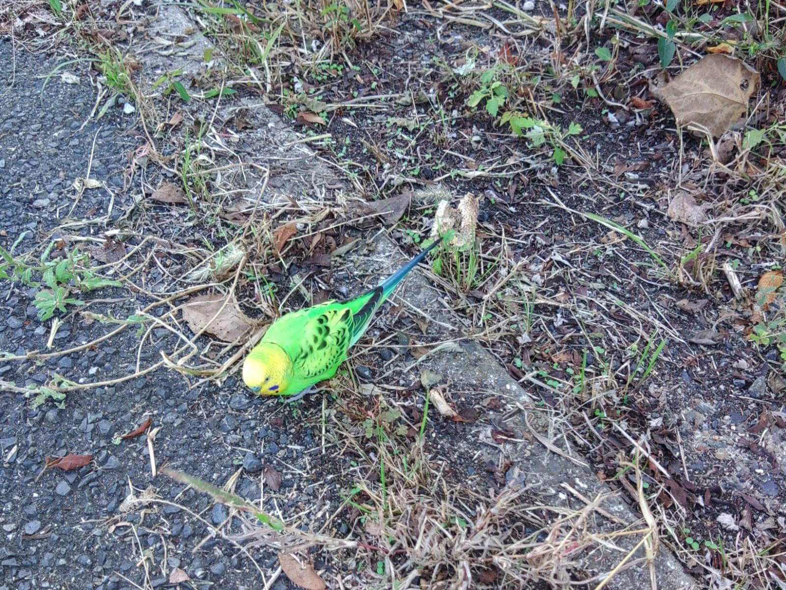 目撃された鳥 目撃された鳥