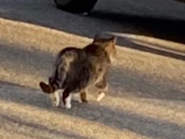目撃された猫 目撃された猫