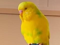 ピー助ちゃん ピー助ちゃん