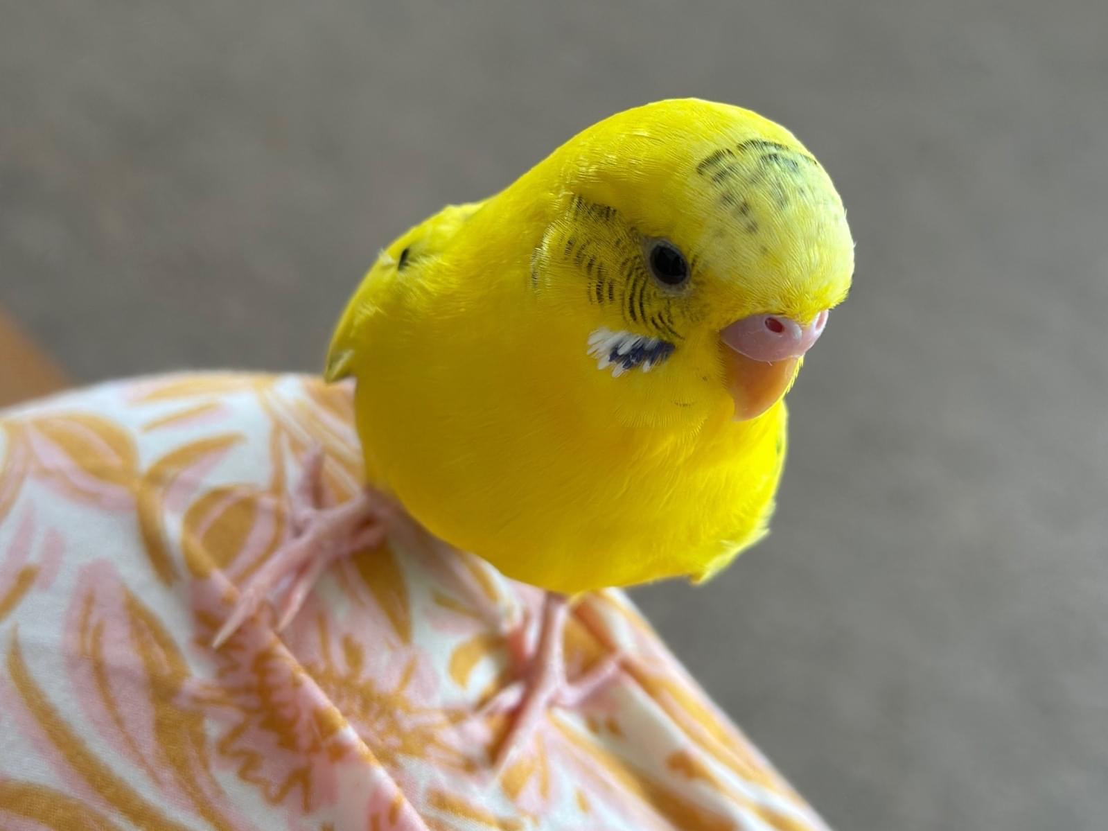 おとちゃん おとちゃん