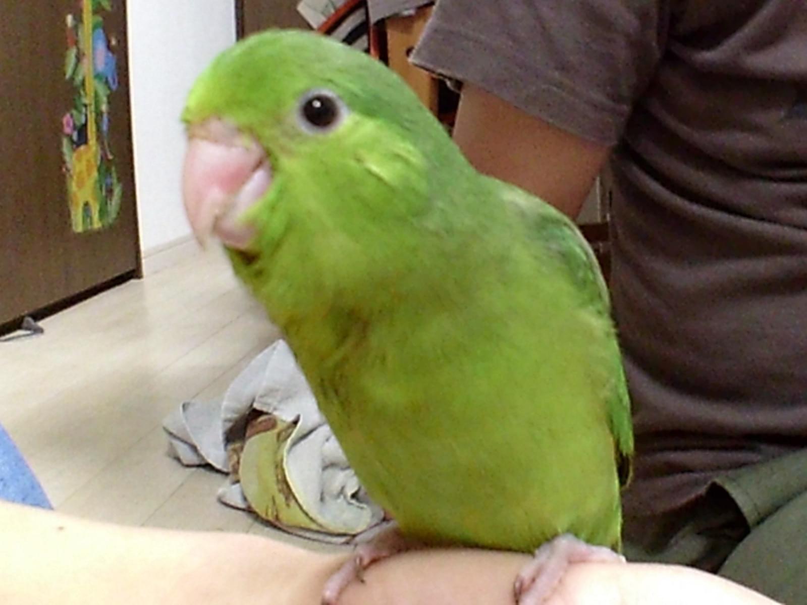 まめちゃん まめちゃん