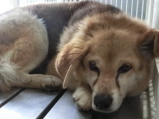 保護された犬