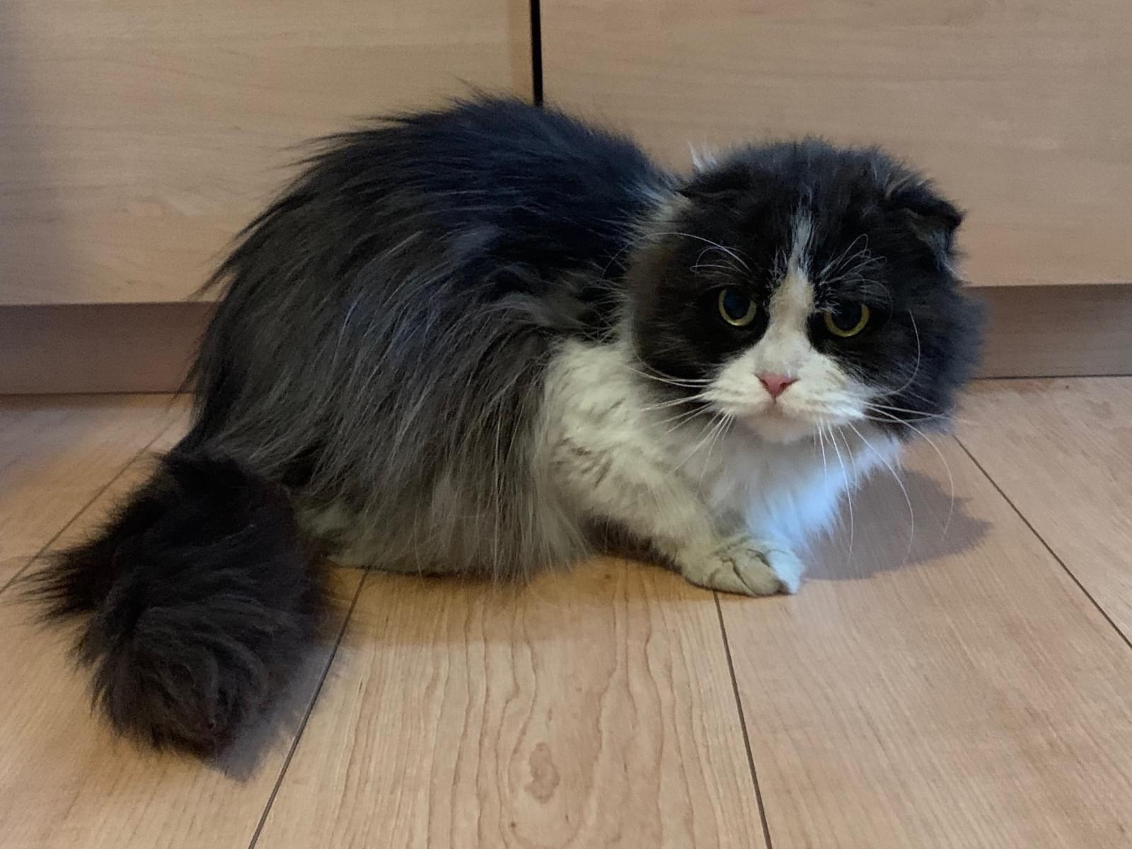 保護された猫 保護された猫