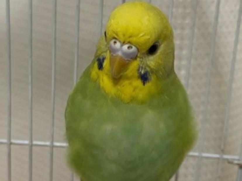 キュウちゃん キュウちゃん
