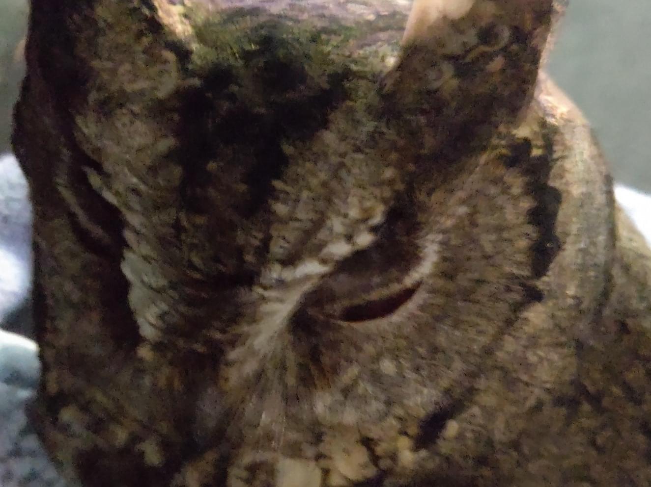 目撃された鳥 目撃された鳥
