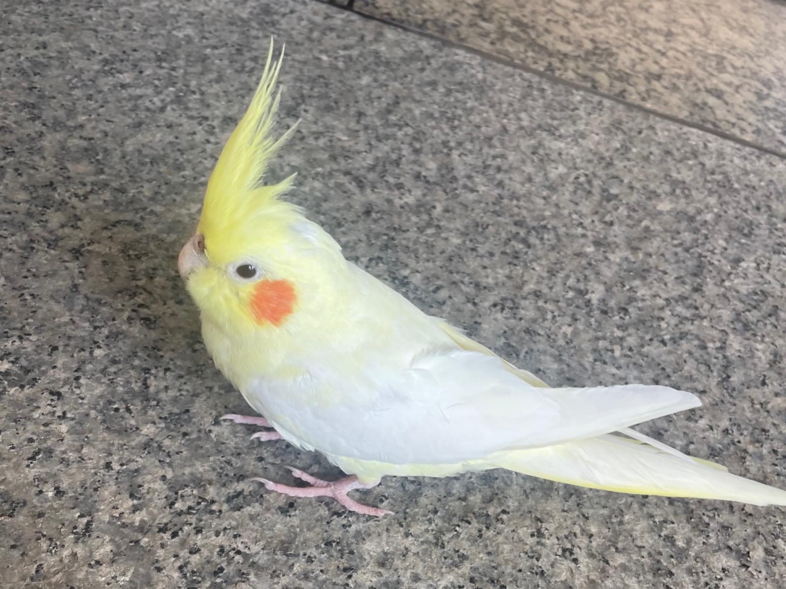 保護された鳥 保護された鳥