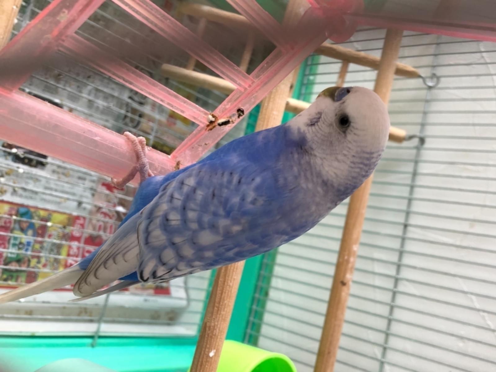 保護された鳥 保護された鳥